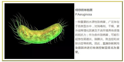 饮料、饮用水、桶装水铜绿假单胞菌污染超标原因分析及消毒方案