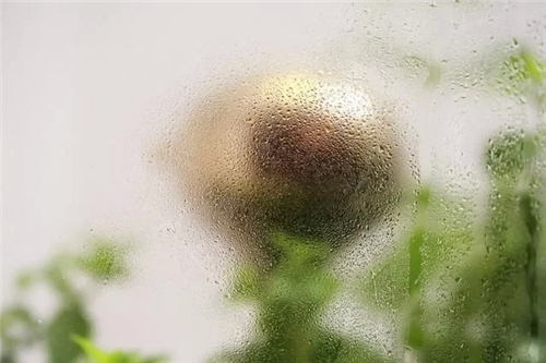 还在用净水器过滤水？我选择把亚马逊森林搬回家里