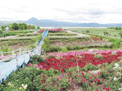 高原湿地成候鸟天堂引客来