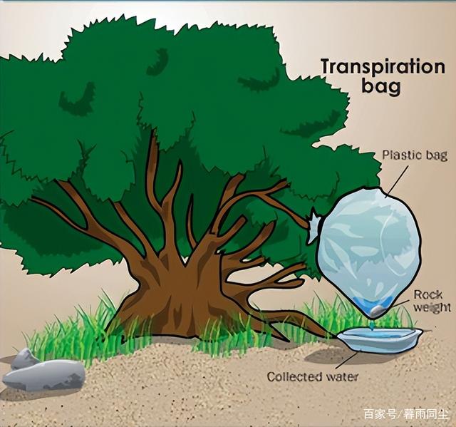 如何在荒野中寻找水源？收集水的3个必备技能以及净化水的3种方式