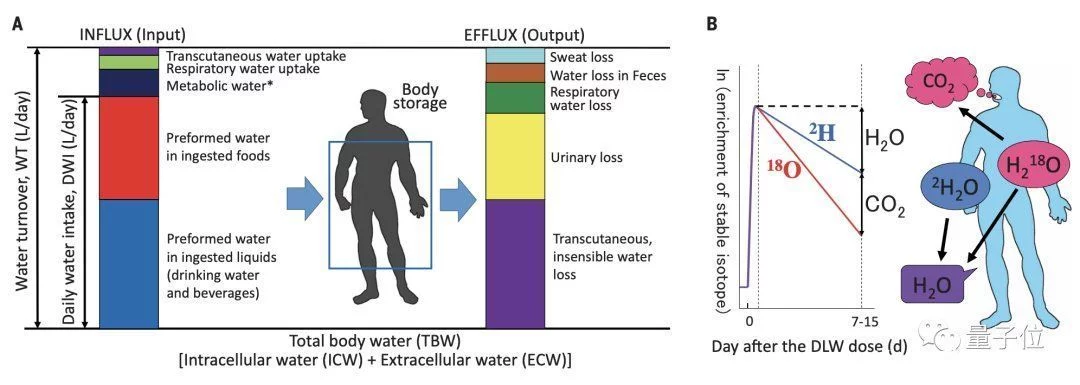 “每天8杯水”错了 饮水公式在此 | Science