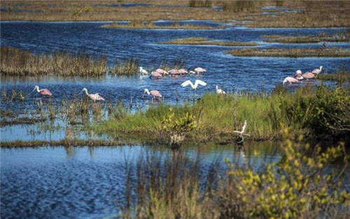 佛罗里达湿地：天赐的巨大净水器 期被称做“圣灵之湖”