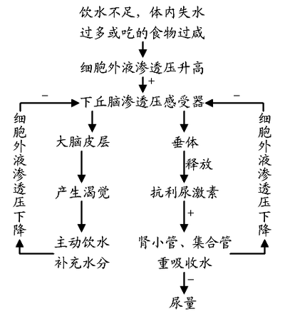 饮食营养：水对健康的作用