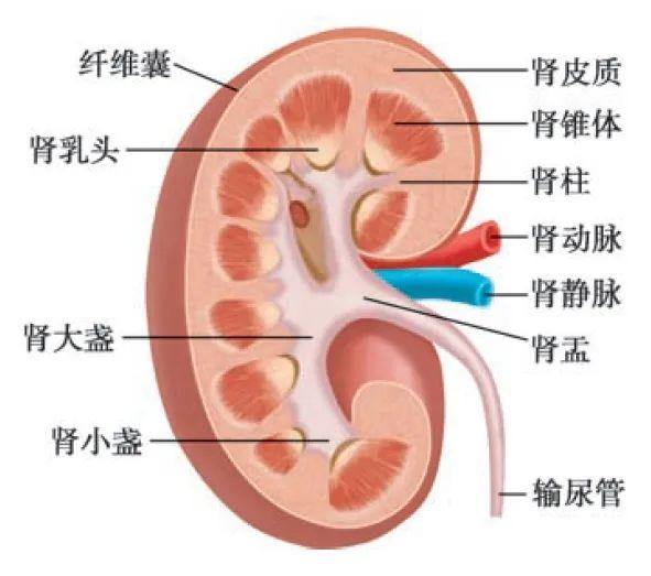 不喝水伤肾 喝水也伤肾？