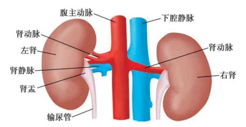 不喝水伤肾 喝水也伤肾？