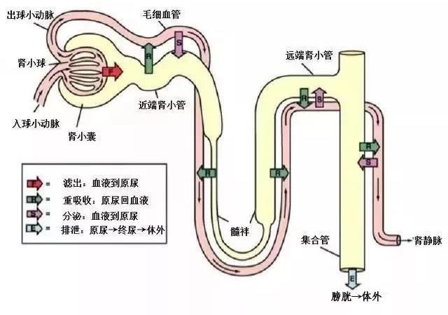 多喝水是保养肾脏的最佳方法！
