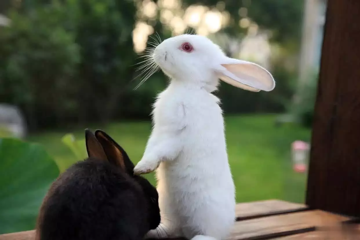 兔子到底能不能喝水?打破养兔人最纠结的饮水误区 兔子到底能不能喝水?打破养兔人最纠结的饮水误区