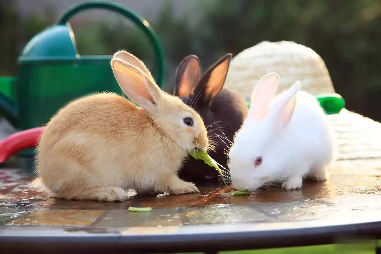 兔子到底能不能喝水？打破养兔人最纠结的饮水误区