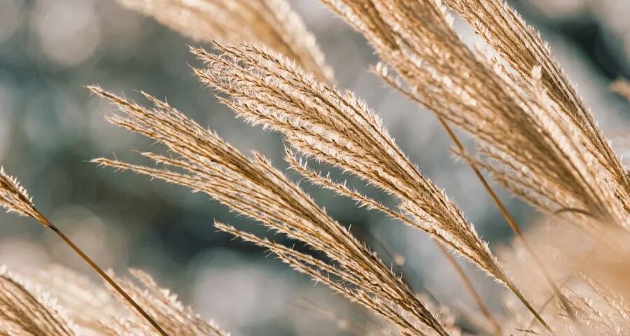 今年起家电厂商将告别单线竞争